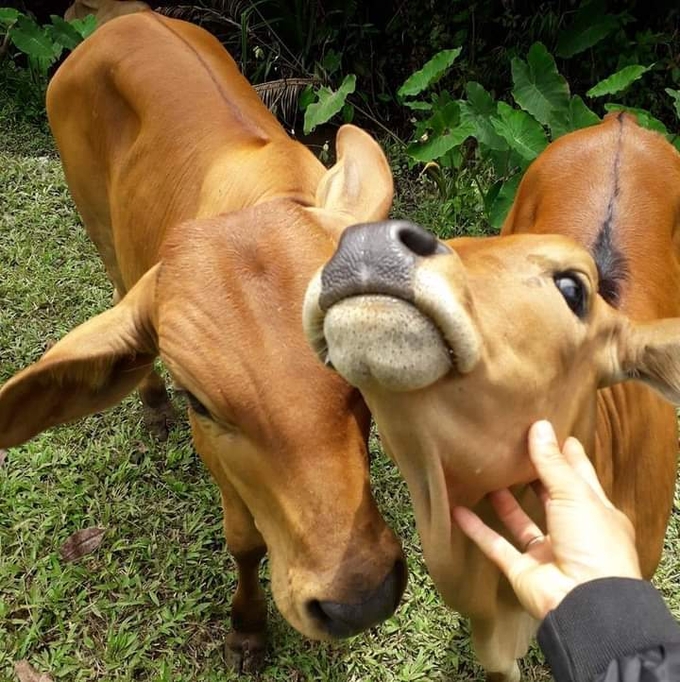 When it comes to free-ranging cows of ethnic minorities in Vinh Thanh district (Binh Dinh), before vaccination, veterinarians have to pat them to calm them down and keep them still. Photo: V.D.T.