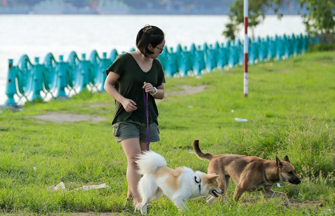 In many public areas in Hanoi, there are still dogs and cats without muzzles. Photo: Tung Dinh.