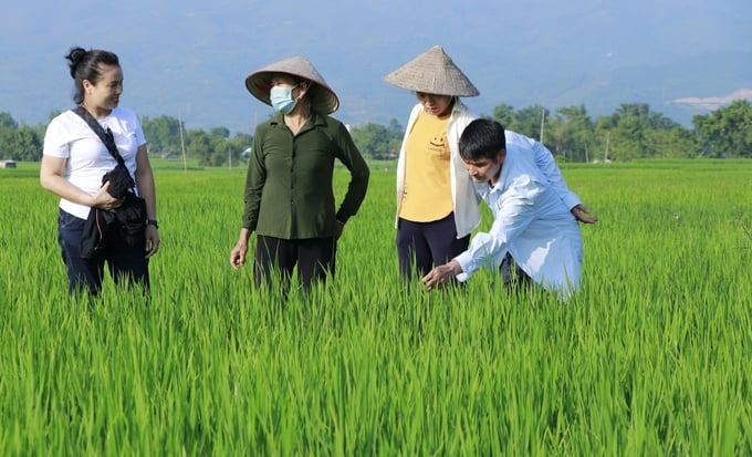 Muong Lo is the second largest field in the Northwest, currently about 40% of the area is planted with the specialty Seng Cu Rice. Photo: Thanh Tien.