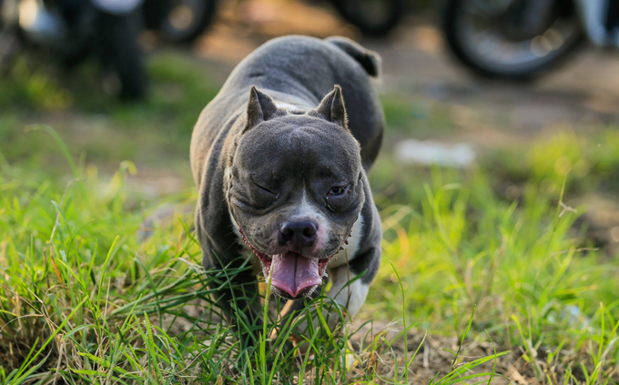 It is necessary to improve people's grazing awareness to eliminate rabies for dogs and cats in Hanoi. Vietnam is making efforts to implement measures to prevent and combat rabies in animals in the period 2022-2030. Photo: Tung Dinh.