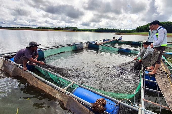 Với khoảng 120 hồ đập thủy lợi, Quảng Trị có tiềm năng lớn để phát triển các mô hình nuôi thủy sản trong lồng bè. Ảnh: Võ Dũng.