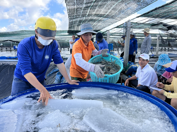 Hiện nay liên kết bao tiêu trong ngành thủy sản tại Bạc Liêu còn khá hạn chế so với nhu cầu thực tế tại địa phương. Ảnh: Trọng Linh.