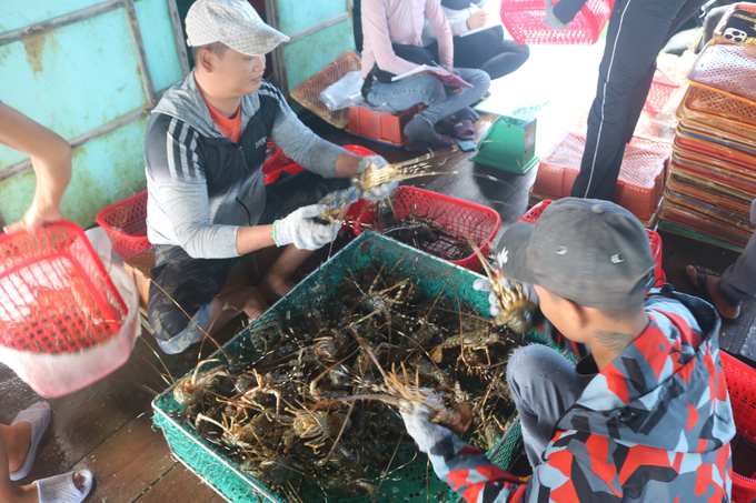 Doanh nghiệp và người nuôi tôm hùm đang gặp nhiều khó khăn khi không thể xuất khẩu sang Trung Quốc. Ảnh: Kim Sơ.