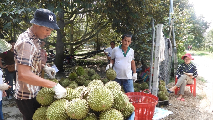Kinh tế nông nghiệp huyện biên giới Lộc Ninh nói chung, xã Lộc Khánh nói riêng đổi thay từng ngày nhờ thủy lợi. Ảnh: Trần Trung.