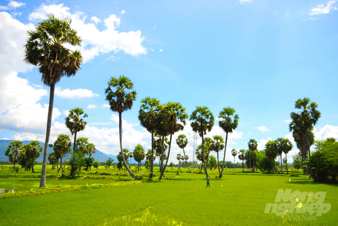 Cây thốt nốt được trồng nhiều nhất ở vùng Bảy Núi (An Giang), nơi có đông đồng bào Khmer. Ảnh: Lê Hoàng Vũ.