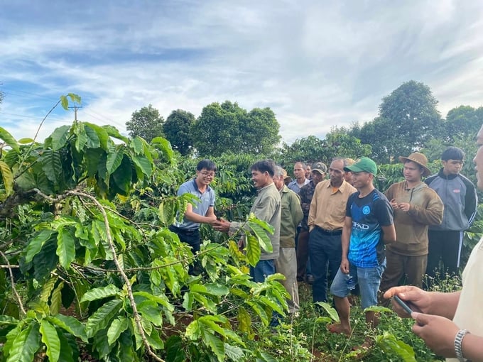 Farmers visiting the 4C-certified coffee farm belonging to Vinh Hiep Company. Photo: Dang Lam.
