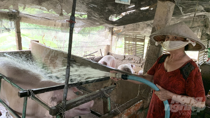 Mrs. Hai in Thanh Hung Hamlet has not dared to get vaccinated against African swine fever because she is worried about false information on the sidelines. Photo: Ho Thao.