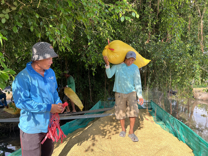 Rice export turnover has not contributed to the overall turnover of Bac Lieu province. Photo: Trong Linh.