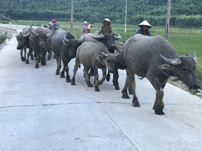 Farmers in Van Canh district (Binh Dinh) bring their cattle to the gathering point for vaccination. Photo: Dinh Thung.