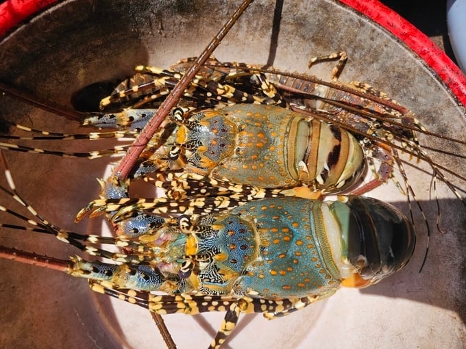 Milky Hemolymph disease as found on lobsters. Photo: KS.