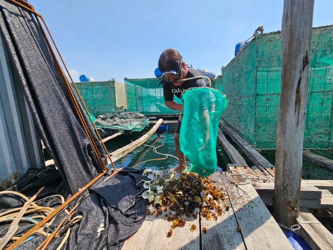 Lobster farmers collecting excess feed during the lobster farming process to protect the water environment and minimize diseases among lobsters. Photo: KS.