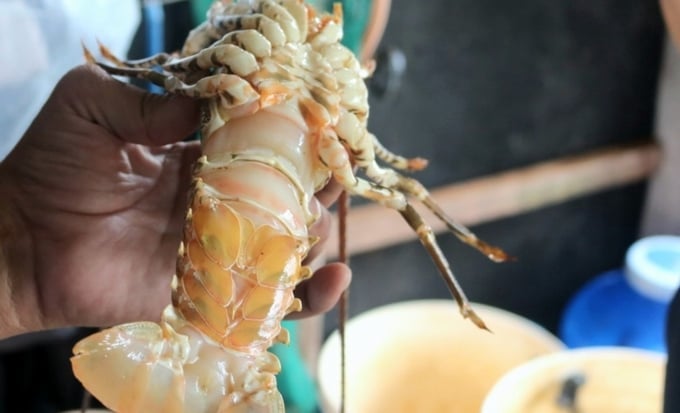 Dangerous diseases on lobsters often result in significant losses for lobster farmers. Photo: KS.