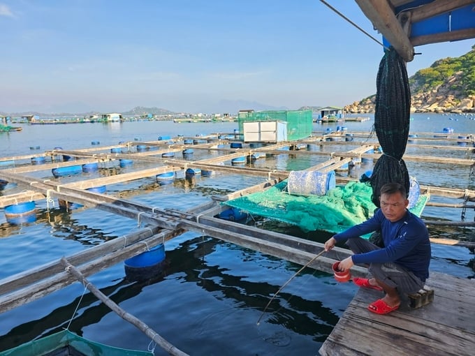 Lobster farming in Cam Ranh bay, Khanh Hoa province. Photo: KS.