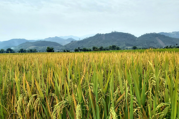 Seng Cu Rice yield is not as high as hybrid rice varieties, but the value can be 3 times higher. Photo: Thanh Tien.