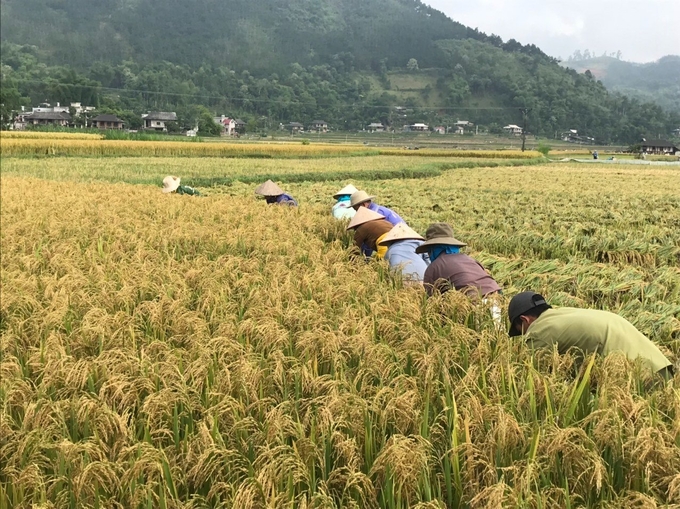 Farmers are increasingly expanding the specialty Seng Cu Rice in Nghia Lo. Photo: Thanh Tien.