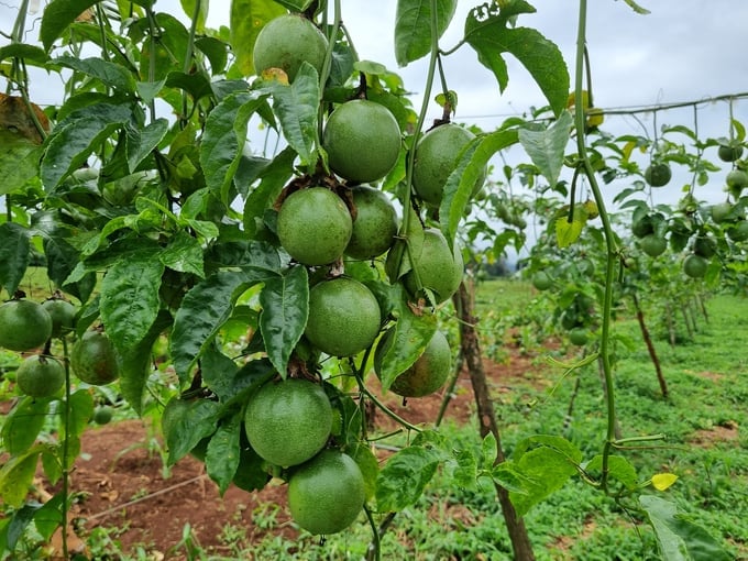 Diseases are threatening passion fruit gardens everywhere. Photo: Tuan Anh.