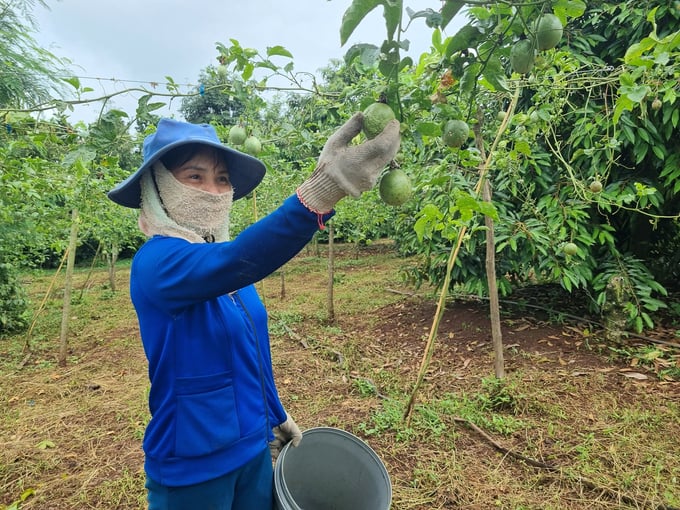Ms. Khong Thi La (Bui village, Ia Ka commune, Chu Pah district) was fed up because her passion fruit garden was shriveled. Photo: Tuan Anh.