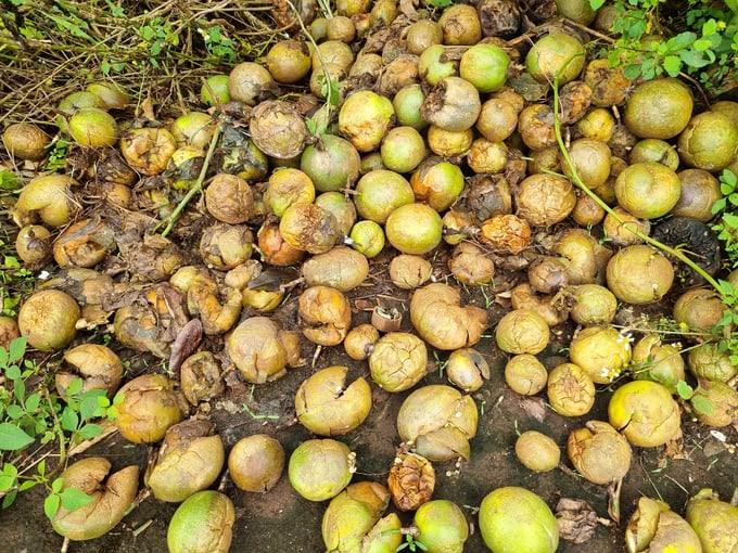 Fungal diseases damage many passion fruit gardens. Photo: Tuan Anh.