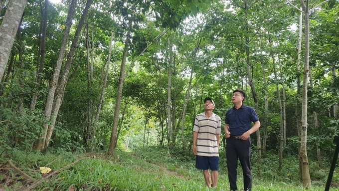 Hai huyện Đakrông và Hướng Hóa, tỉnh Quảng Trị trồng trẩu chiếm hơn 20% tổng diện tích cả nước.