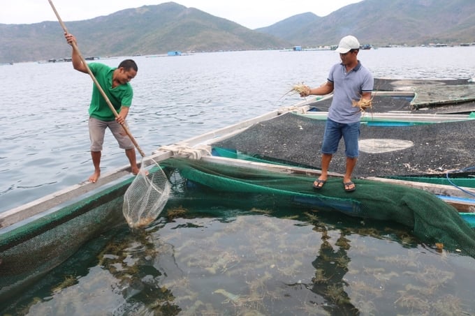 The Department of Fisheries requested the Department of Agriculture and Rural Development of provinces and cities that raise lobsters to closely monitor market information to advise people and harvest at the appropriate time. Photo: Kim So.