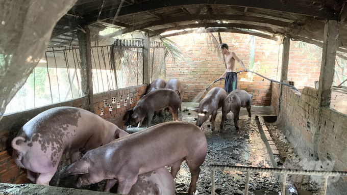 It is necessary to focus on propagating so that people have a correct understanding of the African swine fever vaccine. Photo: Ho Thao.