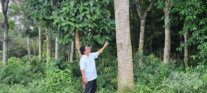 Ông Trần Văn Tấn bên cánh rừng do mẹ ông rồi sau đó là ông bảo vệ, chăm sóc từ hơn 30 năm qua. Ảnh: Hồng Thủy.