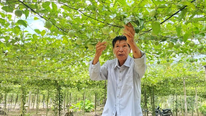 Farmer Nguyen Huu Cong earned billions of VND in profit from the model of growing passion fruit grafted with longan. Photo: Kim Anh.