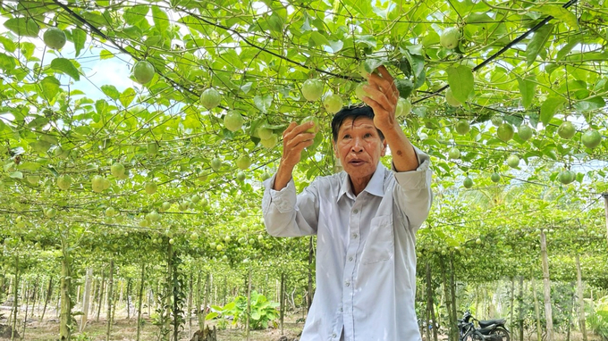 Nông dân Nguyễn Hữu Công thu về lợi nhuận cả tỷ đồng từ mô hình trồng chanh leo ghép nhãn lồng. Ảnh: Kim Anh.