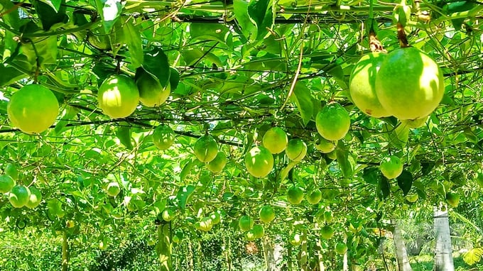 Soc Trang province is calling on businesses to collaborate, sell products, and build large raw material areas to bring local passion fruit to the Chinese market. Photo: Kim Anh.
