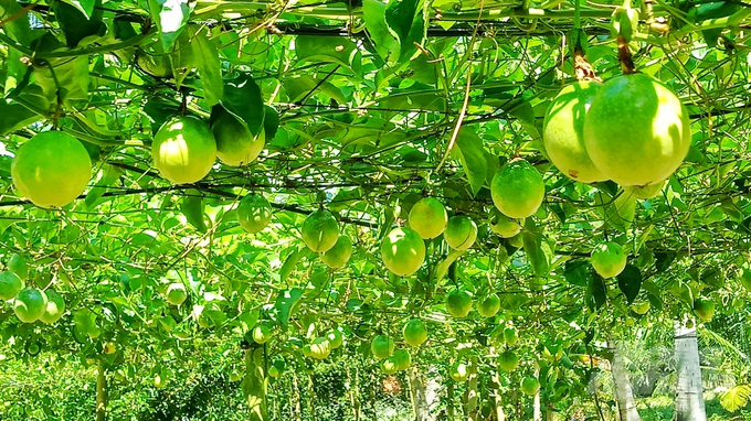 Tỉnh Sóc Trăng đang gọi doanh nghiệp đến liên kết, tiêu thụ sản phẩm, xây dựng vùng nguyên liệu lớn để đưa trái chanh leo địa phương tiến cập thị trường Trung Quốc. Ảnh: Kim Anh.