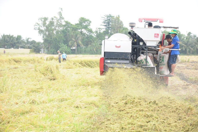 A combine harvester to finely shred straw for processing into fertilizer. Photo: Trung Chanh.