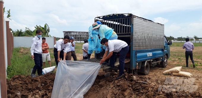 African swine fever is developing complicatedly in Vinh Long. Photo: Ho Thao.