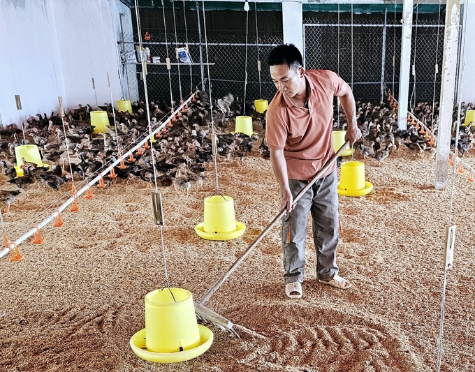 Hien is also the first person in Tam Quan commune to use microbial products as bedding to handle environmental problems. Photo: Hoang Anh.