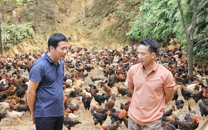 Nguyen Duy Hien (right), owner of the largest chicken farm in Lang Ma village. Photo: Hoang Anh.