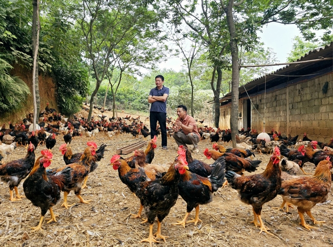 A biosafety livestock production revolution is happening in Vinh Phuc. Photo: Hoang Anh.