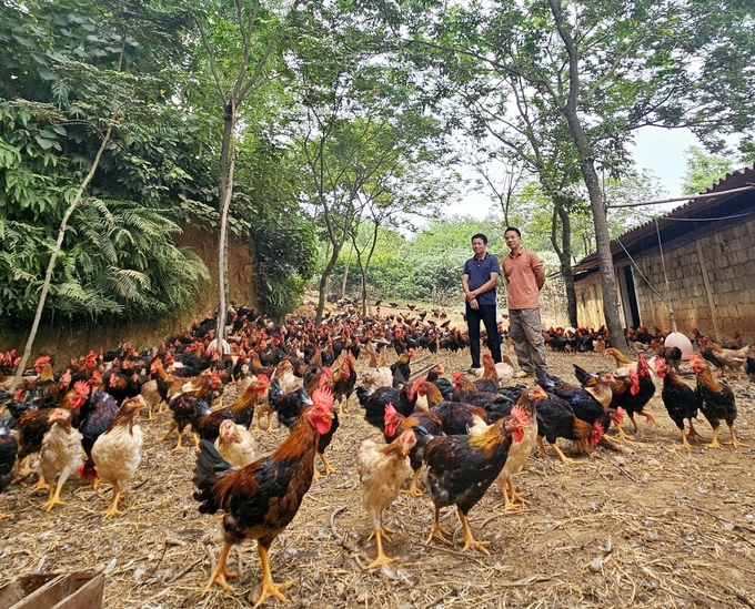 Vinh Phuc aims for a sustainable direction in chicken farming. Photo: Hoang Anh.