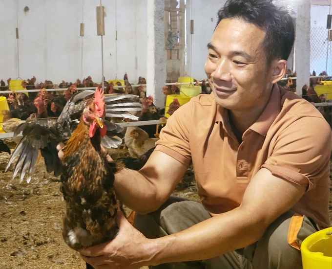 Tam Dao commune aspires to build the 'Tam Dao Chicken' brand. Photo: Hoang Anh.