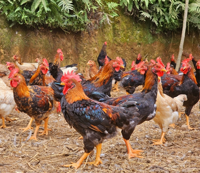 Tam Quan commune is famous for its chicken farming industry. Photo: Hoang Anh.