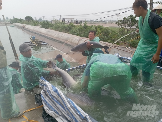 Harvesting black carp at Bach Long Sedge Farm (Bach Long commune, Giao Thuy district, Nam Dinh province). Photo: Kien Trung.