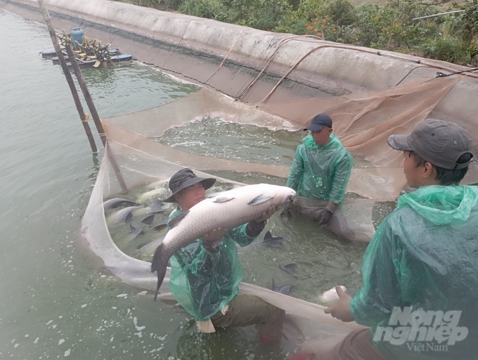 Harvesting black carp at the pond of Mr. Vu Van Thien household. Photo: Kien Trung.