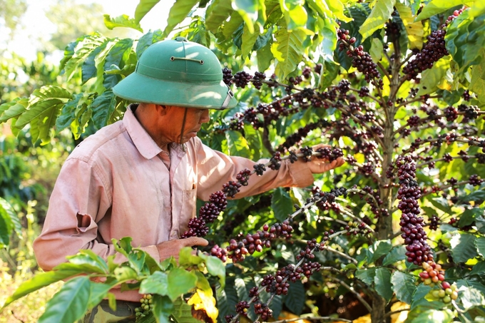 Vườn cà phê của Công ty Vĩnh Hiệp luôn đảm bảo thu hoạch đạt tỷ lệ quả chín 100%. Ảnh: Đăng Lâm.