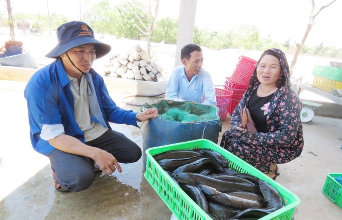 Ngư dân xã Ngư Thủy Bắc phát triển nuôi cá lóc trên cát, cho doanh thu mỗi năm khoảng 100 tỷ đồng. Ảnh: T.Phùng.