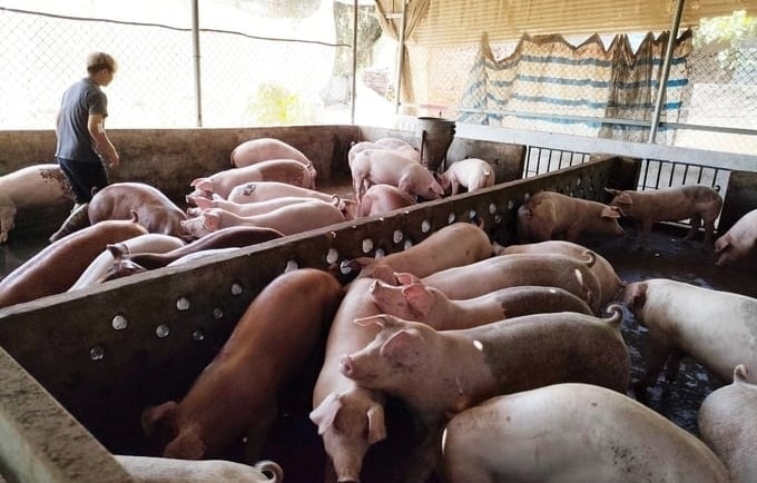 The risk of African swine fever recurring and spreading widely shortly is very high. Photo: Hong Tham.