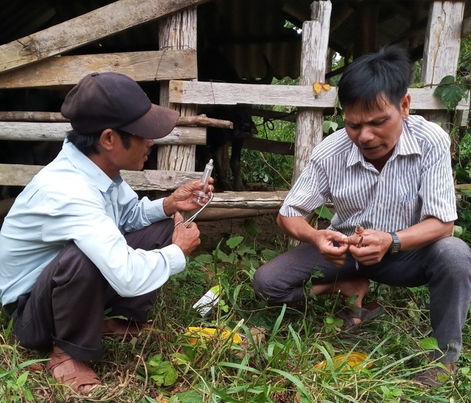 Veterinary staff of An Lao highland district (Binh Dinh) vaccinate cattle raised by ethnic minorities. Photo: V.D.T.