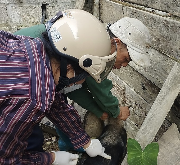 After the rabies epidemic occurs, specialized agencies are strengthening rabies vaccination on the dog herd in Bach Thong district. Photo: Ngoc Tu.