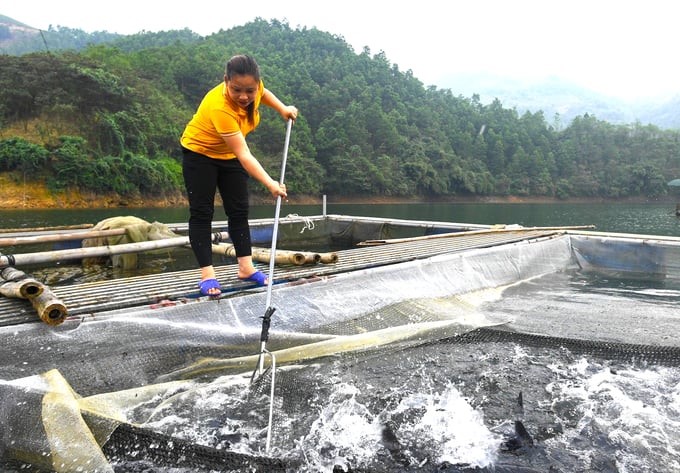 According to the Dien Bien Department of Agriculture and Rural Development, licensing for investment guidelines in developing aquaculture in hydropower reservoirs is still inadequate. Photo: TL.