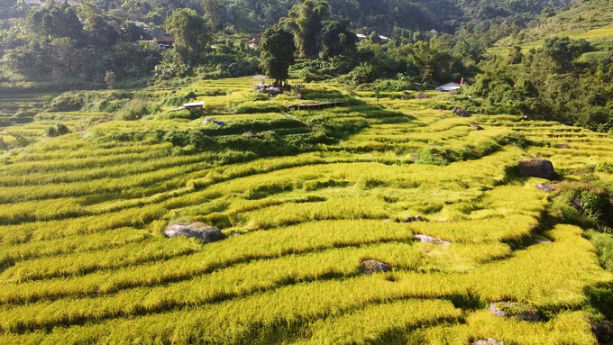 Cánh đồng Phiêng Phàng, nơi trồng lúa nếp Tài nức tiếng. Ảnh: Ngọc Tú. 