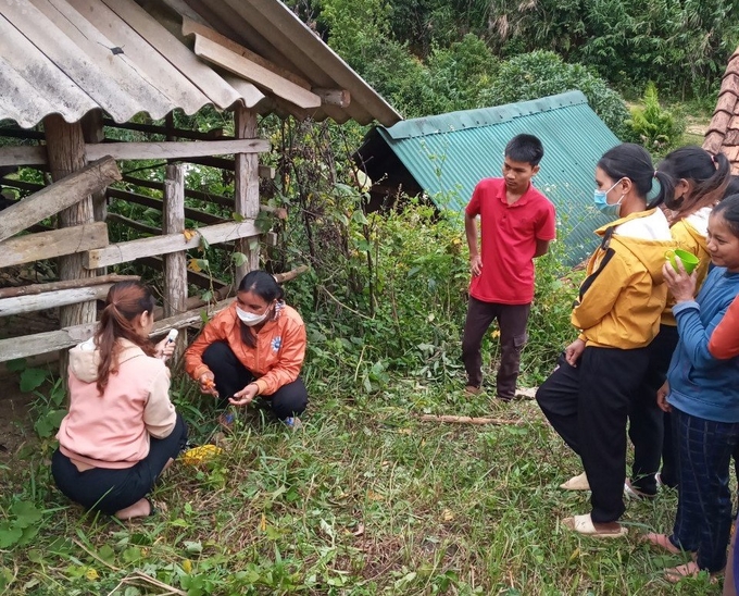 Ethnic minorities in An Lao district (Binh Dinh) learn to vaccinate livestock. Photo: V.D.T.