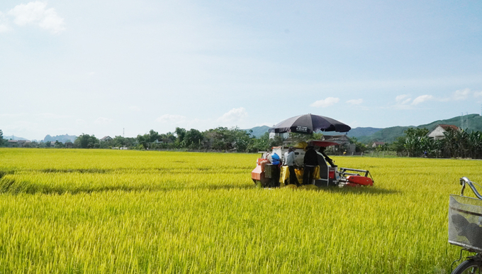 Với chính sách hỗ trợ giống, kỹ thuật, năng suất lúa của xã Phù Hóa lên gần 63 tạ/ha. Ảnh: T.Phùng.