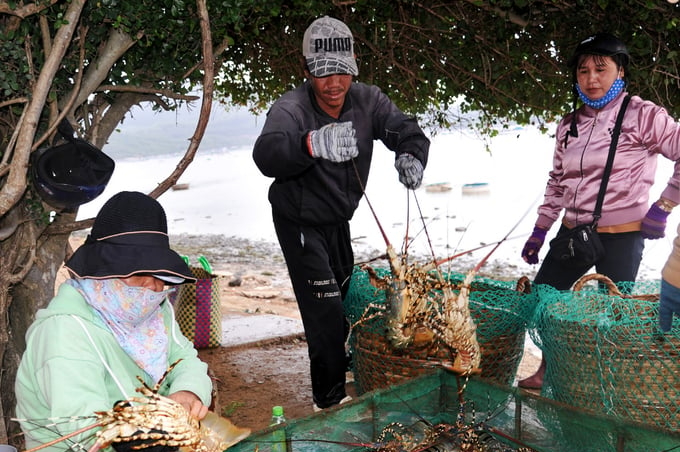 3 months ago, traders bought cotton lobsters at prices ranging from VND 1.5 to VND 2.1 million/kg, depending on the type. Photo: KS.